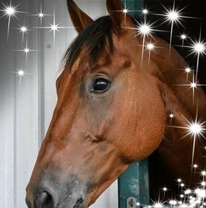 Meet your Posher, Tricia